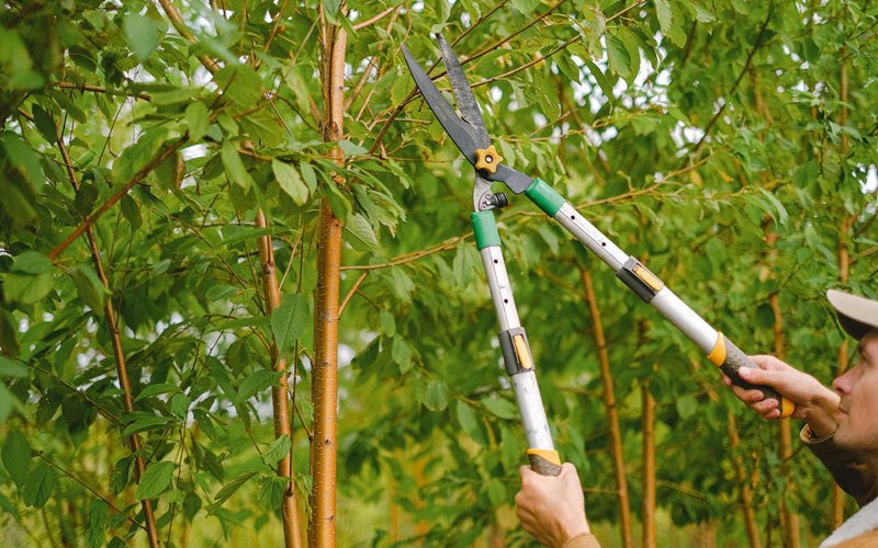 Tree trimming in Walnut Ridge, AR